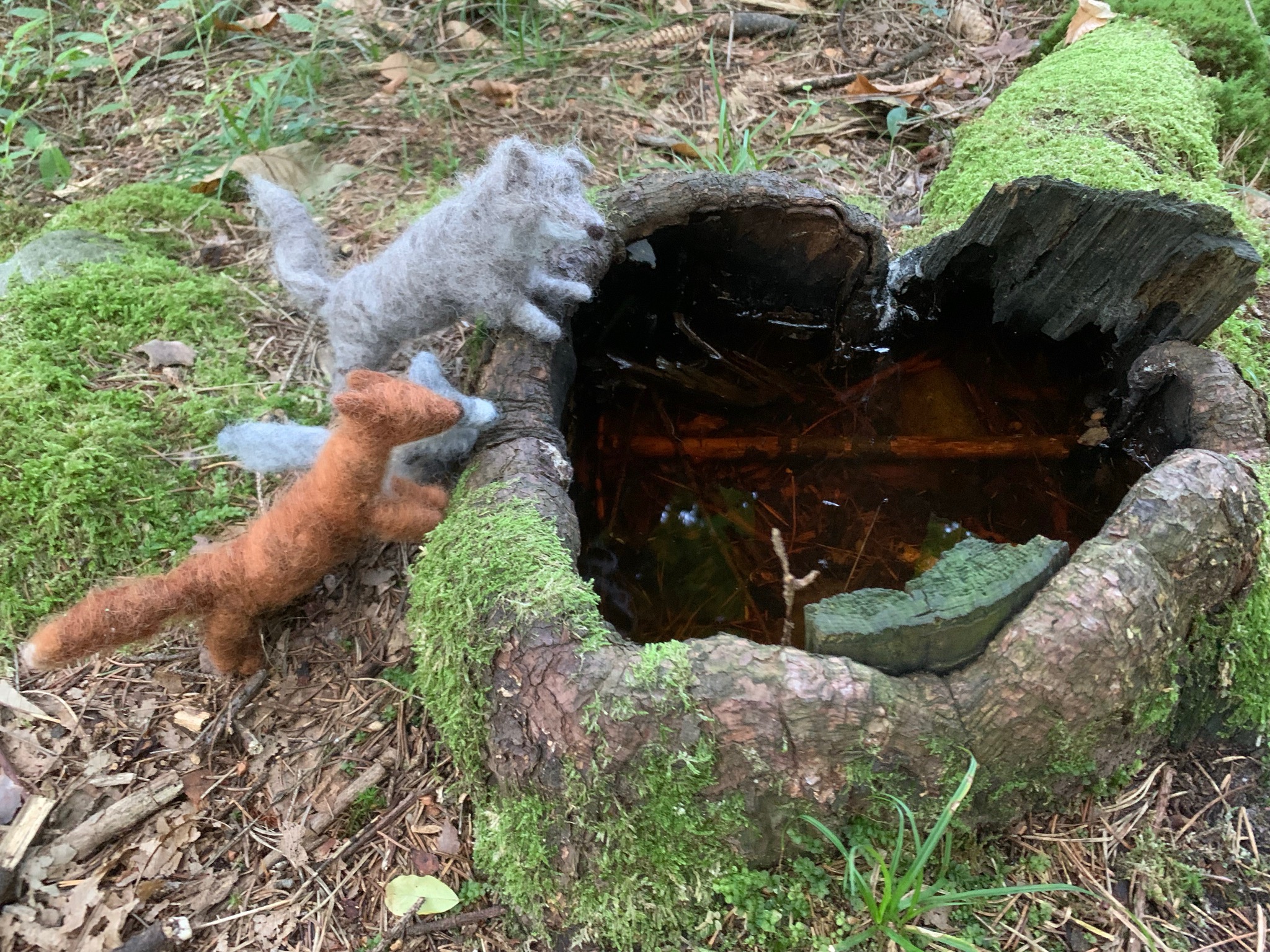 Il bosco fatato